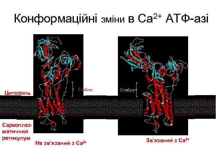 Конформаційні зміни в Ca 2+ ATФ-азі Цитозоль Саркоплазматичний ретикулум Стебло Не зв’язаний з Ca