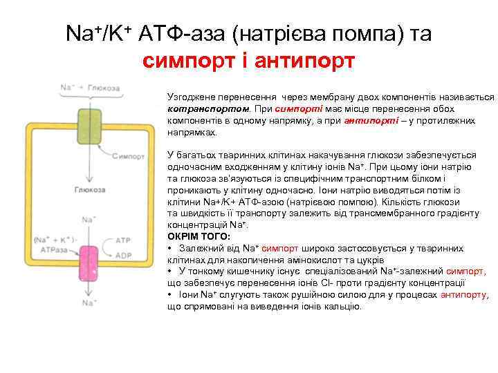 Na+/K+ ATФ-аза (натрієва помпа) та симпорт і антипорт Узгоджене перенесення через мембрану двох компонентів