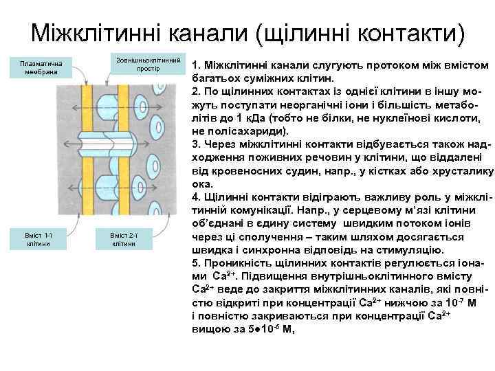 Міжклітинні канали (щілинні контакти) Плазматична мембрана Вміст 1 -ї клітини Зовнішньоклітинний простір Вміст 2