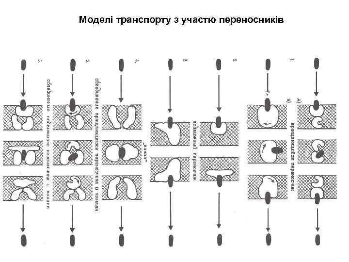 Моделі транспорту з участю переносників 