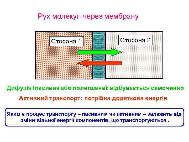 Рух молекул через мембрану Сторона 1 Сторона 2 Дифузія (пасивна або полегшена): відбувається самочинно