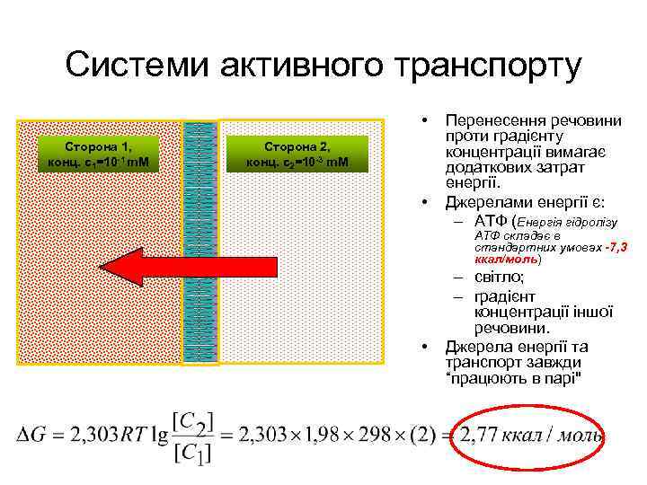 Системи активного транспорту • Сторона 1, конц. c 1=10 -1 m. M Сторона 2,