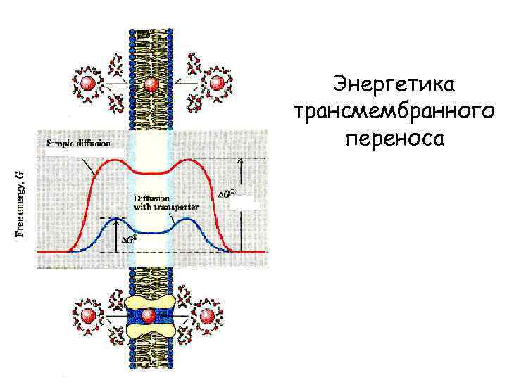 Энергетика трансмембранного переноса 