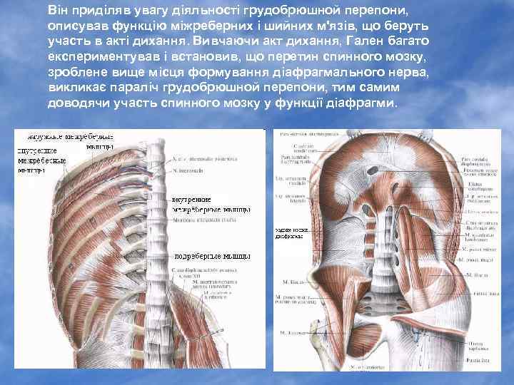 Він приділяв увагу діяльності грудобрюшной перепони, описував функцію міжреберних і шийних м'язів, що беруть