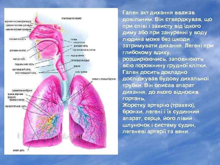 Гален акт дихання вважав довільним. Він стверджував, що при співі і захисту від їдкого