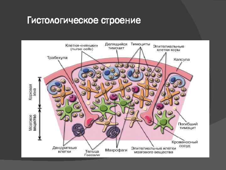Гистологическое строение 