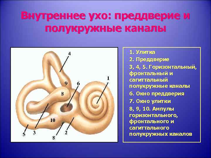 Внутреннее ухо костный Лабиринт. Внутреннее ухо полукружные каналы. Анатомия полукружных каналов и преддверия внутреннего уха. Строение костного Лабиринта внутреннего уха. Улитка внутреннего уха функции