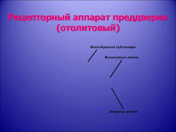 Рецепторный аппарат преддверия (отолитовый) Желеобразная субстанция Волосковые клетки Опорные клетки 