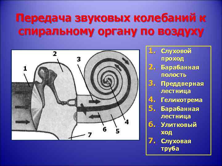 Передача звуковых колебаний к спиральному органу по воздуху 2 1. Слуховой 3 2. 1
