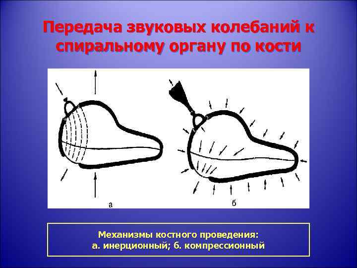 Передача звуковых колебаний к спиральному органу по кости Механизмы костного проведения: а. инерционный; б.