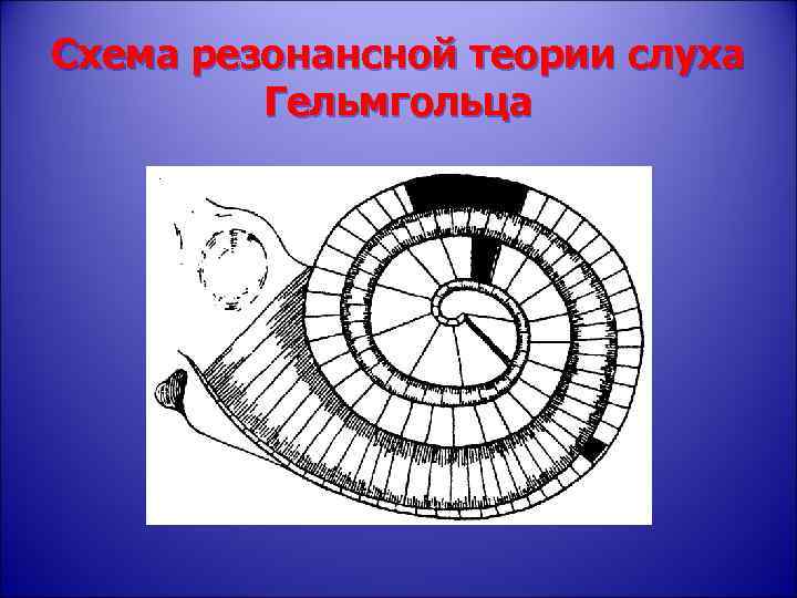 Схема резонансной теории слуха Гельмгольца 