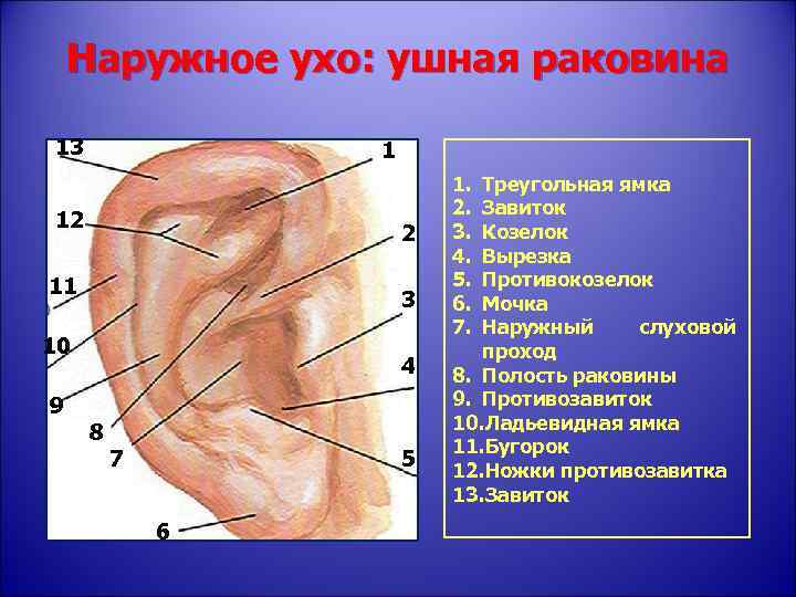 Что такое ушная раковина. Козелок ушной раковины анатомия. Наружное ухо ушная раковина. Наружная ушная раковина анатомия. Строение наружного уха хрящ.