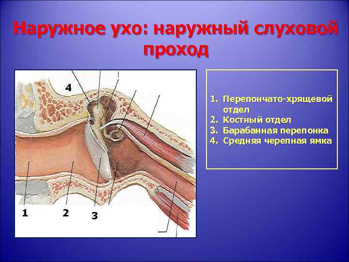 Наружный слуховой проход