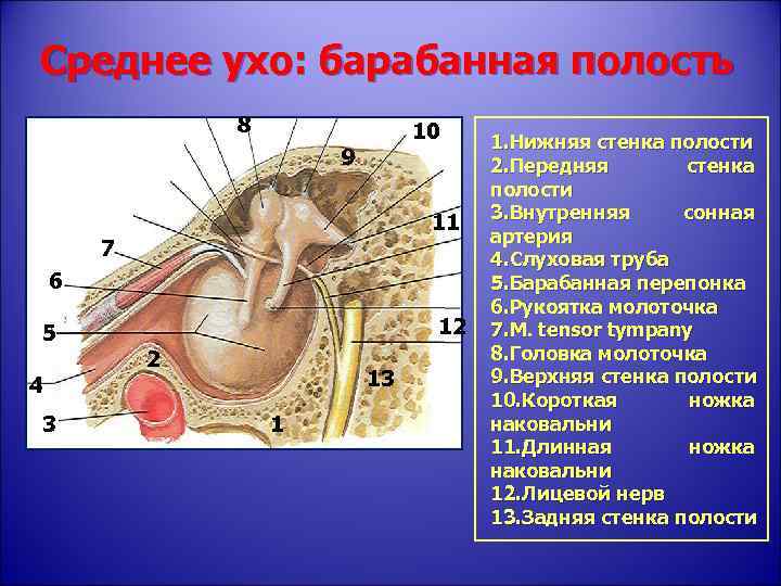 Полость латынь. Стенки среднего уха анатомия. Строение среднего уха стенки. Строение барабанной полости анатомия. Барабанная полость среднего уха строение.