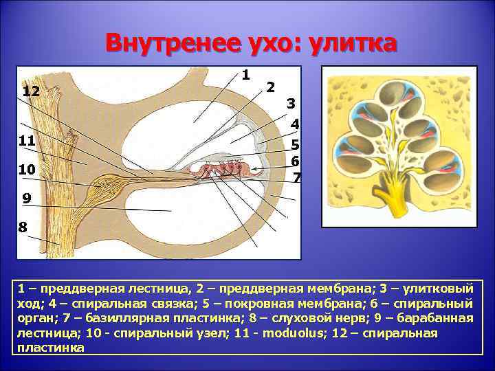 Внутренее ухо: улитка 12 11 10 1 2 3 4 5 6 7 9
