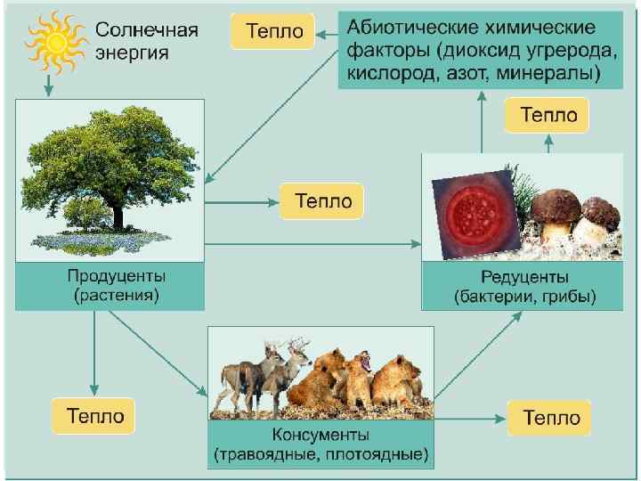 Экосистемный уровень тест