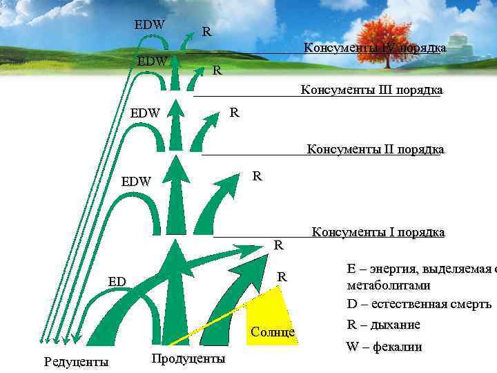 EDW R Консументы IV порядка R Консументы III порядка EDW R Консументы II порядка