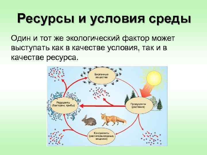 Ресурсы и условия среды Один и тот же экологический фактор может выступать как в