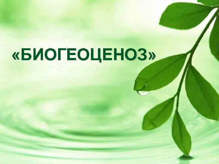 «БИОГЕОЦЕНОЗ» 