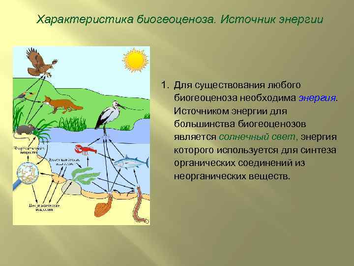 Характеристика биогеоценоза. Источник энергии 1. Для существования любого биогеоценоза необходима энергия. Источником энергии для