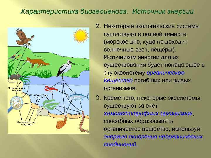 Проведите экскурсию в биогеоценоз под руководством учителя разработайте план и маршрут экскурсии