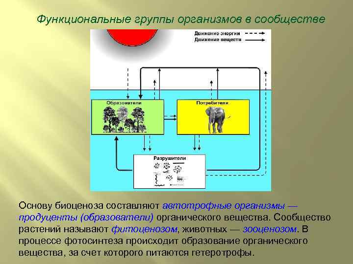 Функциональные группы организмов в сообществе Основу биоценоза составляют автотрофные организмы — продуценты (образователи) органического