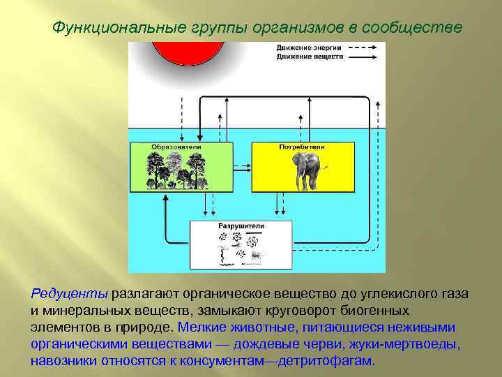 Функциональные группы организмов в сообществе Редуценты разлагают органическое вещество до углекислого газа и минеральных