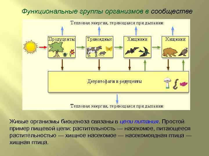 Функциональные группы организмов в сообществе Живые организмы биоценоза связаны в цепи питания. Простой пример