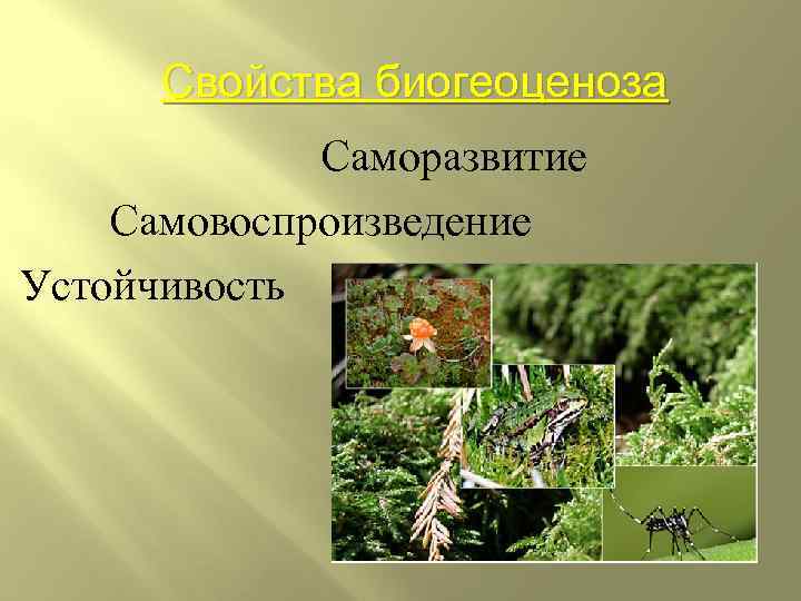 Свойства биогеоценоза Саморазвитие Самовоспроизведение Устойчивость 