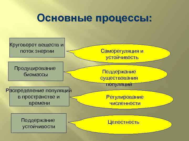 Основные процессы: Круговорот веществ и поток энергии Продуцирование биомассы Распределение популяций в пространстве и