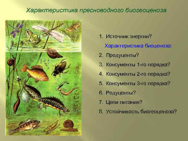 Характеристика пресноводного биогеоценоза 1. Источник энергии? Характеристика биоценоза: 2. Продуценты? 3. Консументы 1 -го