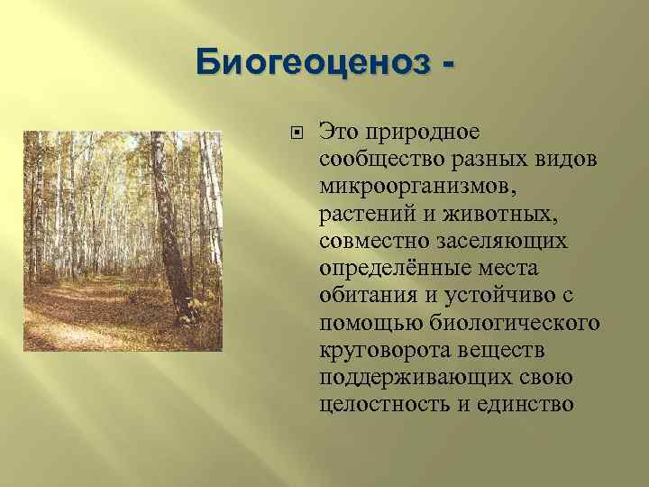 Биология сообщение на тему природное сообщество. Биогеоценоз. Сообщество экосистема биогеоценоз. Виды биогеоценозов. Естественный биогеоценоз.