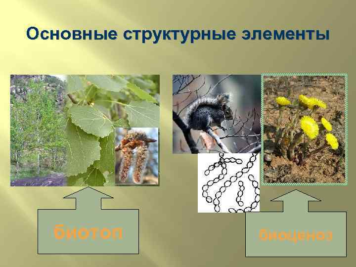 Основные структурные элементы биотоп биоценоз 