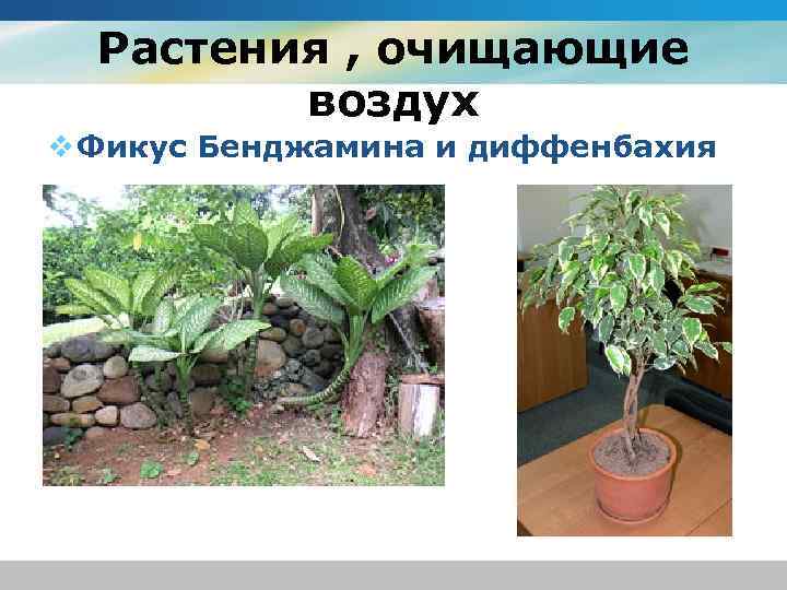 Растения , очищающие воздух v Фикус Бенджамина и диффенбахия 