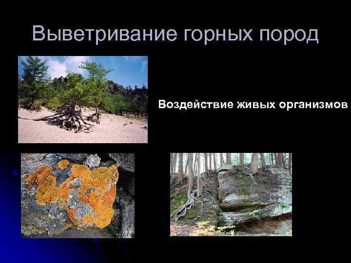 Выветривание горных пород Воздействие живых организмов 