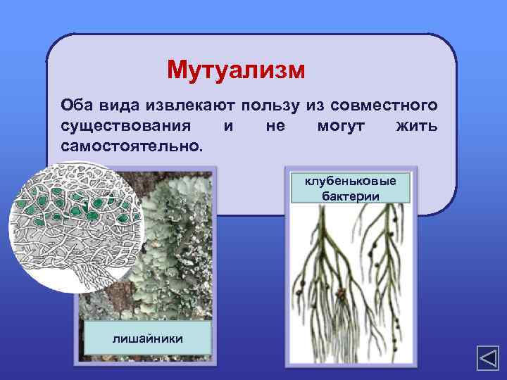 Мутуализм Оба вида извлекают пользу из совместного существования и не могут жить самостоятельно. клубеньковые