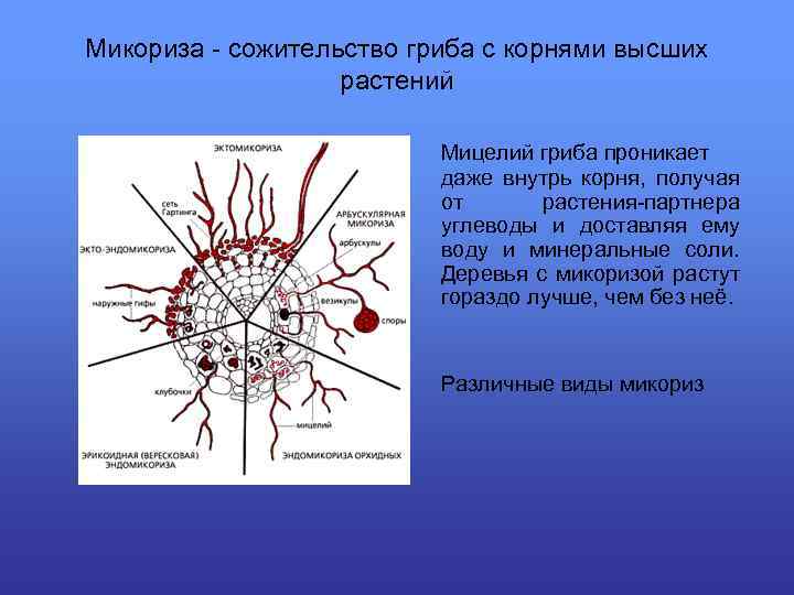 Микориза - сожительство гриба с корнями высших растений Мицелий гриба проникает даже внутрь корня,