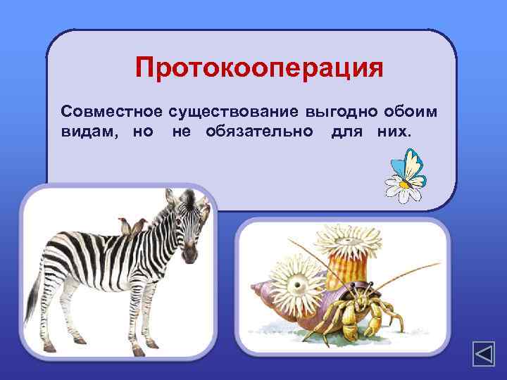 Протокооперация Совместное существование выгодно обоим видам, но не обязательно для них. 