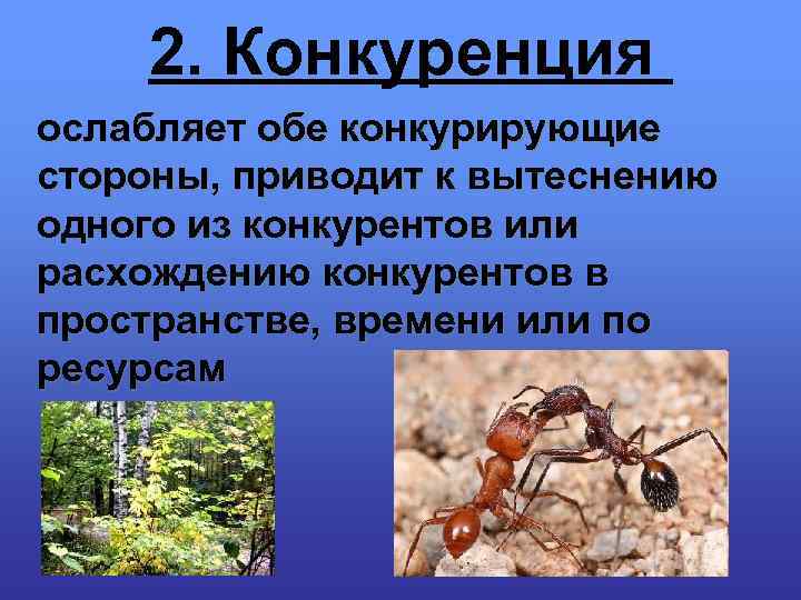 2 конкурирующие. Конкуренция. Примеры конкуренции в биологии. Что такое ослабленная конкуренция?. Организмы конкурирующие за свет.