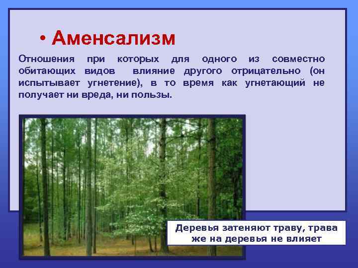  • Аменсализм Отношения при которых для одного из совместно обитающих видов влияние другого