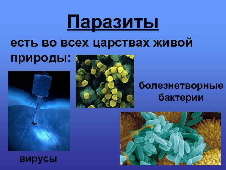 Паразиты есть во всех царствах живой природы: болезнетворные бактерии вирусы 