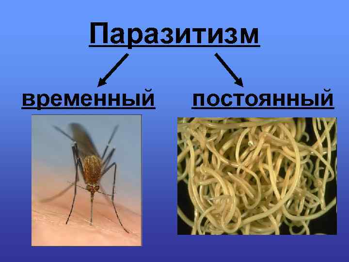 Паразитизм временный постоянный 