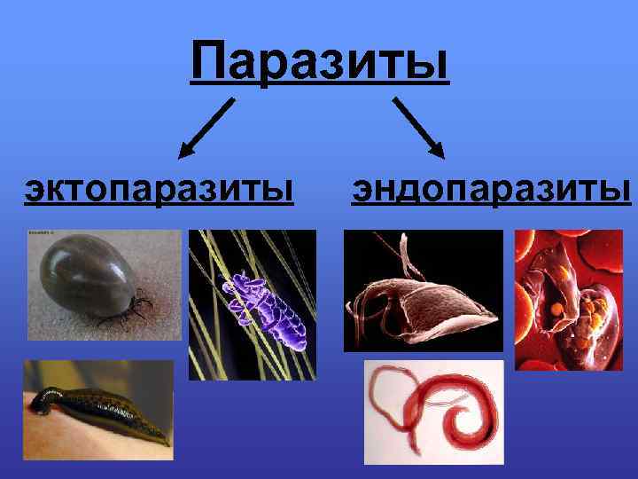 Паразиты эктопаразиты эндопаразиты 