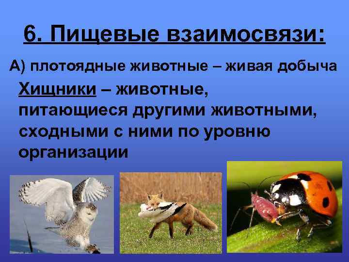 6. Пищевые взаимосвязи: А) плотоядные животные – живая добыча Хищники – животные, питающиеся другими