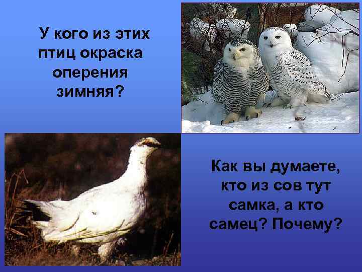 У кого из этих птиц окраска оперения зимняя? Как вы думаете, кто из сов