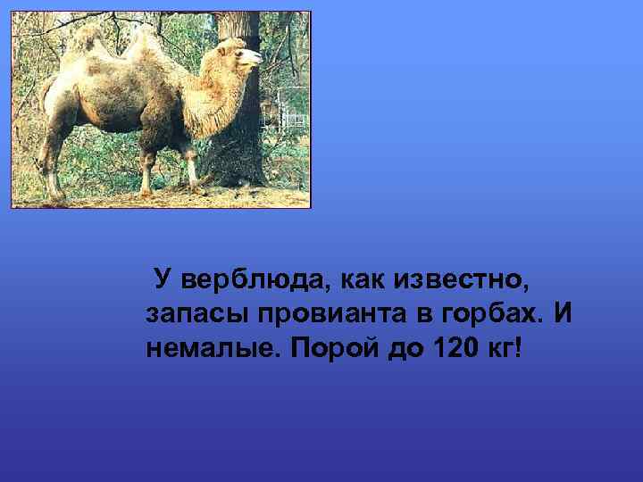 У верблюда, как известно, запасы провианта в горбах. И немалые. Порой до 120 кг!