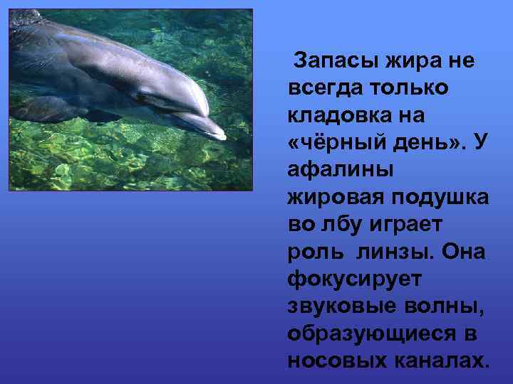 Запасы жира не всегда только кладовка на «чёрный день» . У афалины жировая подушка