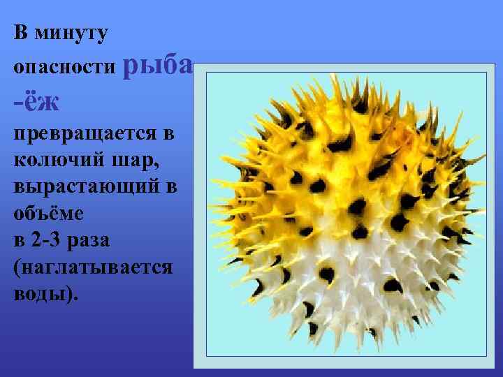 В минуту опасности рыба -ёж превращается в колючий шар, вырастающий в объёме в 2