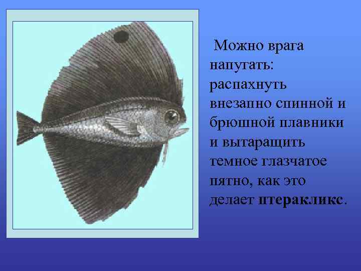 Можно врага напугать: распахнуть внезапно спинной и брюшной плавники и вытаращить темное глазчатое пятно,