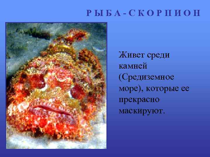 РЫБА-СКОРПИОН Живет среди камней (Средиземное море), которые ее прекрасно маскируют. 